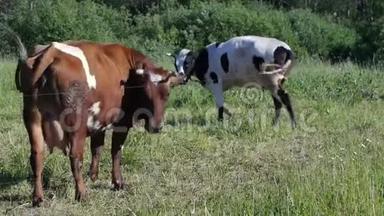 两头牛跑着，在牧场上嗖地一声扑向马蝇
